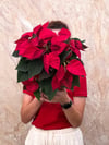 Atatürk Çiçeği Poinsettia Kırmızı