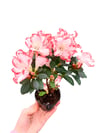 Azalea Japonica Çift Renkli Açelya