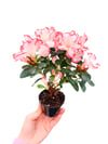 Azalea Japonica Çift Renkli Açelya