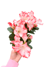 Azalea Japonica Çift Renkli Açelya