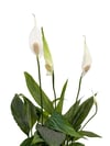 Barış Çiçeği - Yelken Bitkisi (Spathiphyllum) 35 CM