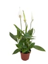 Barış Çiçeği - Yelken Bitkisi (Spathiphyllum) 35 CM