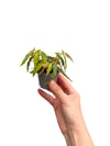 Begonia Amphioxus