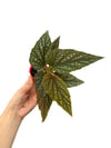 Begonia Argenteo Guttata Çilli Begonya