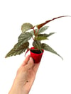 Begonia Argenteo Guttata Çilli Begonya