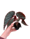 Begonia Black Magic Siyah Begonya