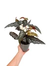 Begonia Maculata Black Forest