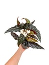 Begonia Maculata Black Forest