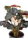 Begonia Maculata Black Forest