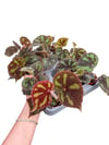 Begonia Masoniana 'Boulder' Mini