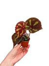 Begonia Masoniana 'Boulder' Mini