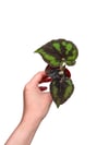 Begonia Masoniana 'Boulder' Mini