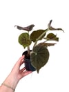 Begonia Masoniana 'River' Özel Tür Begonya
