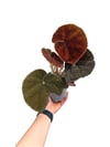 Begonia Masoniana 'River' Özel Tür Begonya