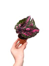 Begonia Rex