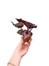 Begonia Rex
