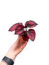 Begonia Rex Red Robin Begonya