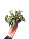 Begonia 'Silver Jewell' Koleksiyonluk Tür
