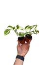 Beyaz Alacalı Pothos Njoy Fide