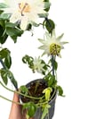 Beyaz Çarkıfelek Sarmaşığı Passiflora