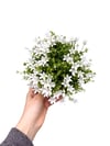 Beyaz Çiçekli Çan Çiçeği Maviş (Campanula) 
