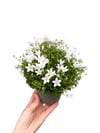 Beyaz Çiçekli Çan Çiçeği Maviş (Campanula) 