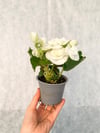 Beyaz Çiçekli Katmerli Begonya - Begonia Toran