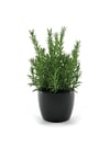 Biberiye Bitkisi Fidanı 15-25 CM
