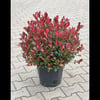 Bodur Alev Fidanı 40-50 CM