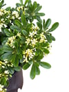 Bodur Yıldız Çalısı 40 CM (Pittosporum)