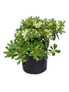 Bodur Yıldız Çalısı 40 CM (Pittosporum)