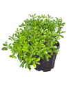 Bodur Yıldız Çalısı 40 CM (Pittosporum)