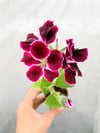 Bordo Ceylangözü (Canan) Sardunya