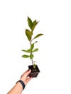Boylu Alev Çalısı 30-35 CM Photinia Red Robin