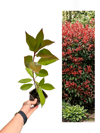 Boylu Alev Çalısı 30-35 CM Photinia Red Robin
