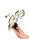 Caladium Beyaz