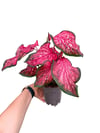 Caladium 'Fast Flash' Dolgun Form