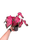 Caladium 'Fast Flash' Dolgun Form