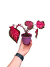 Caladium 'Fast Flash' - Kaladyum Çiçeği