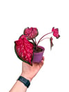 Caladium 'Fast Flash' - Kaladyum Çiçeği