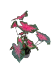 Caladium - Kaladyum Çiçeği