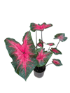 Caladium - Kaladyum Çiçeği