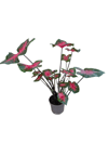 Caladium - Kaladyum Çiçeği