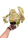 Caladium 'Miss Muffet' - Kaladyum Çiçeği