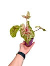 Caladium 'Miss Muffet' - Kaladyum Çiçeği