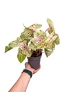Caladium 'Miss Muffet' - Kaladyum Çiçeği