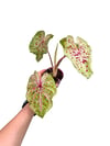 Caladium 'Miss Muffet' - Kaladyum Çiçeği