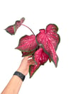 Caladium Pembe