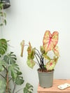 Caladium 'Summer Pink' - (60-70 CM) Kaladyum Çiçeği