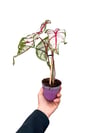 Caladium 'Tapestry' - Kaladyum Çiçeği